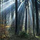 Oberpfälzer Wald: Waldstimmung