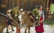 Bayern erleben: Viehscheid