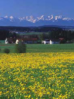 Region Inn-Salzach: Blumenwiese